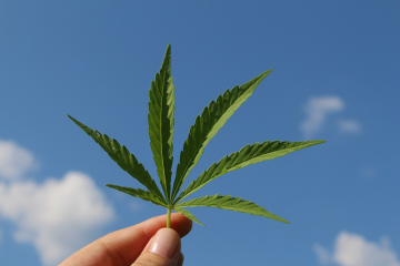 Foglia di cannabis, cos'è il THCH