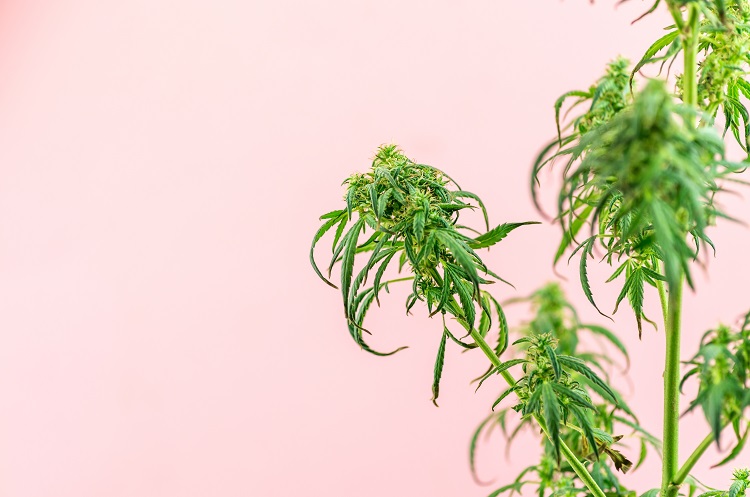 Pianta di cannabis con foglie strette e seghettate e grappoli di fiori su uno sfondo rosa chiaro.