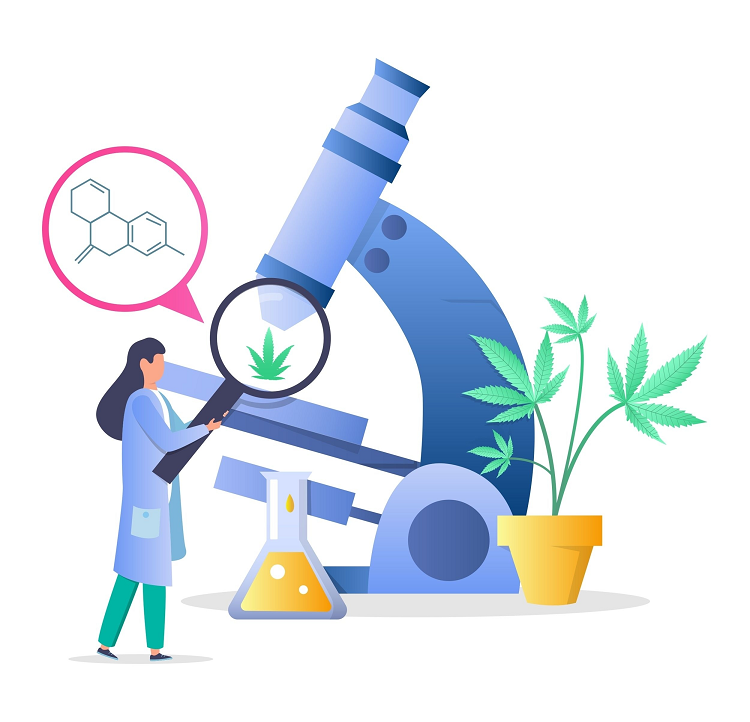 A imagem ilustrada mostra uma investigação científica em que uma mulher utiliza uma lupa para examinar uma folha de canábis colocada ao lado de um microscópio, que mostra a estrutura química, a mulher examina a composição do produto HHCH.