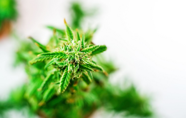 The image shows a close-up view of a cannabis plant. The focus is on the green, spiky leaves and the buds of the plant, which have a slightly frosty appearance due to the trichomes. The background is blurred, highlighting the plant in the foreground. The lighting is bright, giving the plant a vibrant and fresh look.